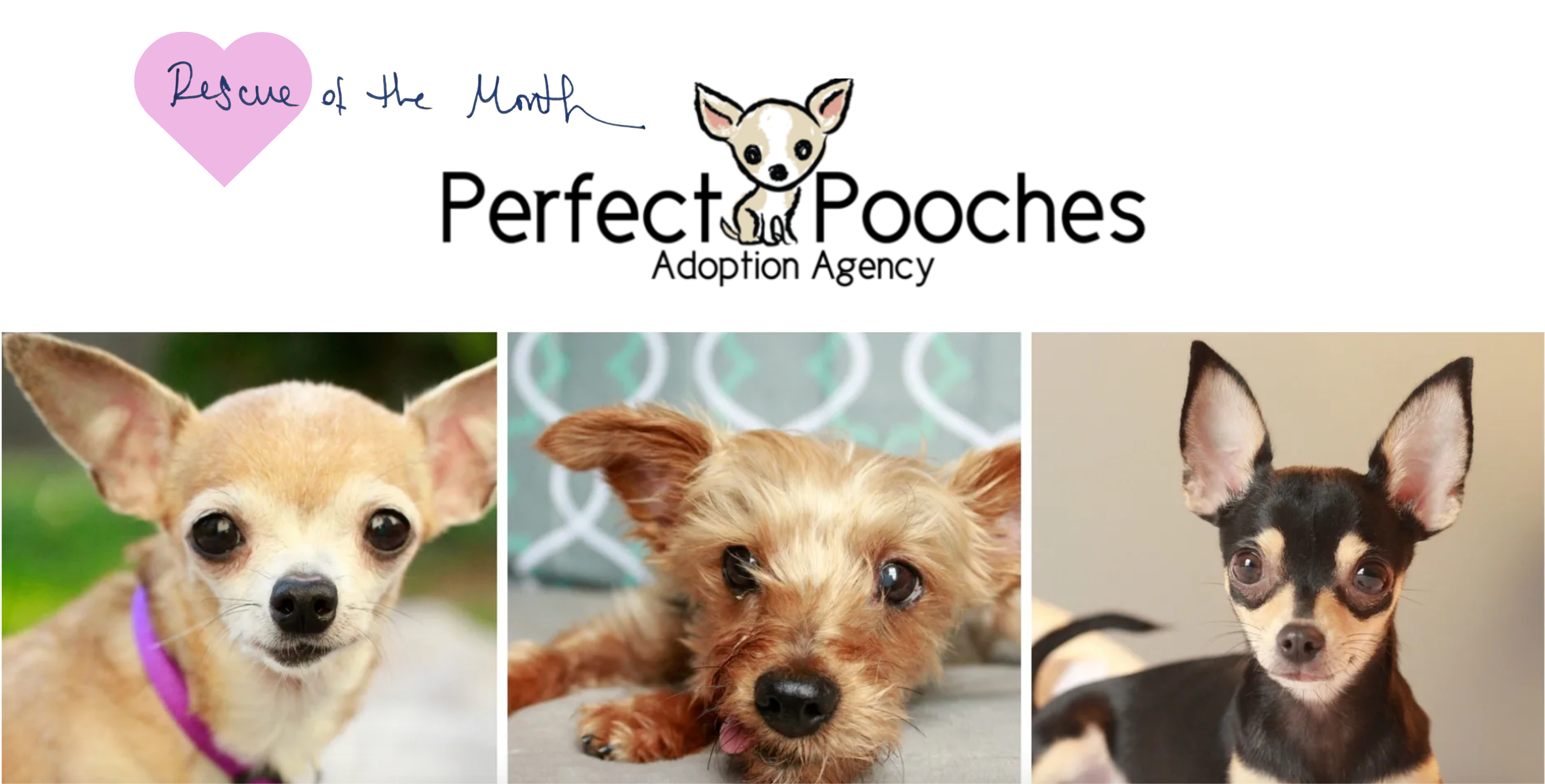 Donate $5 to our Rescue of the Month = VIP ACCESS